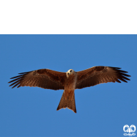 گونه کورکور حنایی Red Kite